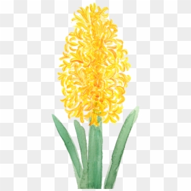 Flower Hyacinth Png Watercolor, Transparent Png - yellow watercolor png