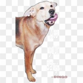 #dingo - Dog Yawns, HD Png Download - dingo png