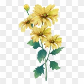 Clip Art Double Ninth Festival Painting - Yellow Chrysanthemum Flower Water Color Painting, HD Png Download - yellow watercolor png