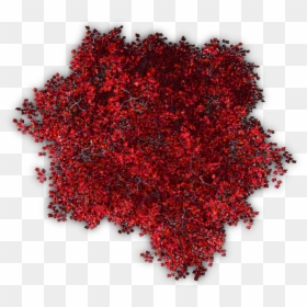 Transparent Red Tree Png - Colored Tree Top View Png, Png Download - red tree png