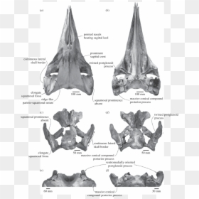 Comparison And Shared Features Of The Skulls Of The, HD Png Download - skull border png