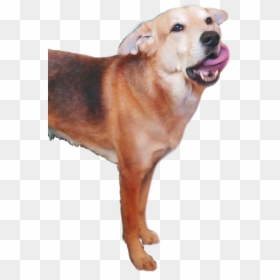 #dingo - Dog Catches Something, HD Png Download - dingo png
