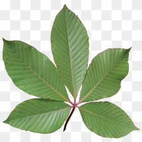Transparent Red Leaf Png - Red Buckeye Tree Leaf, Png Download - red tree png