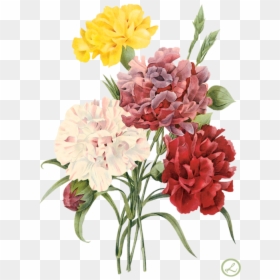 Envelope Drawing Carnation Flower - Red Flowers Illustration Png, Transparent Png - flower vintage png