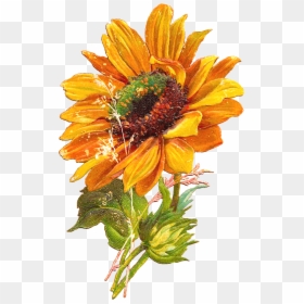 Sunflowers Vector Hello - Fall Sunflower Clipart, HD Png Download - flower vintage png