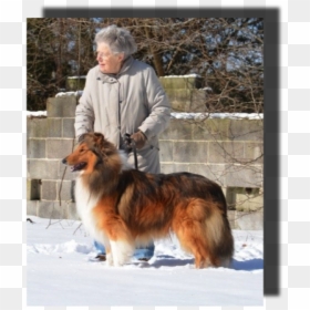 Rough Collie, HD Png Download - peter parker png