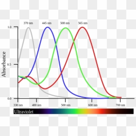 Tetrachromatic Vision, HD Png Download - red eyes meme png