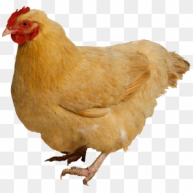 Rooster - Chicken Animal Png, Transparent Png - chicken head png