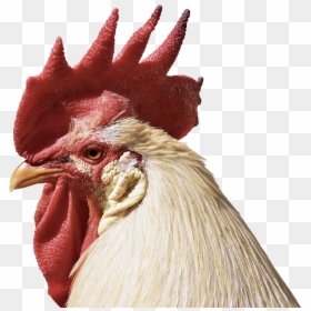 Hahn, Feather, Close, Poultry, Pride, Bill, Beautiful - Hahn Vogel, HD Png Download - chicken head png