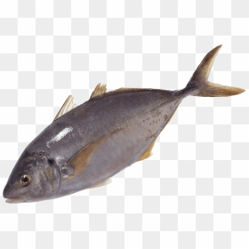 Free Png Fish Swimming Png Images Transparent - Transparent Tuna Fish Png, Png Download - fish head png