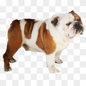 Bulldog Transparent - Pit Bull Dog That Looks Like A Pug, HD Png Download - doge png transparent