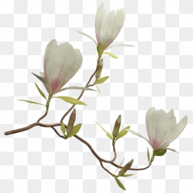 Png Magnolia, Transparent Png - flowering shrub png