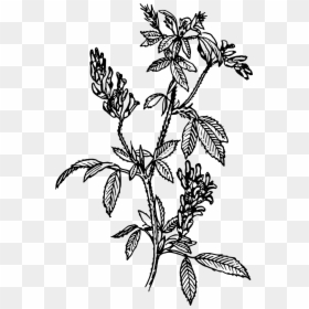 Plant Clipart Black And White Png, Transparent Png - flowering shrub png
