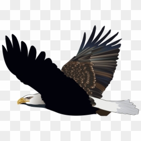 Bird Eagle Flying Feather Nature American Flight - Aguia Voando Png, Transparent Png - soaring eagle png