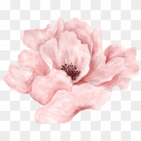 Pink Flowers Portable Network Graphics Rose Image - Pink Watercolour Flower Png, Transparent Png - flower illustration png