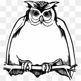Transparent Owl Cartoon Png - Harry Potter Clip Art Black And White, Png Download - white owl png