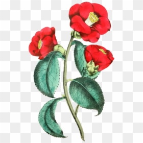 Petal,plant,flower - Small Plant Flower Png, Transparent Png - flower illustration png