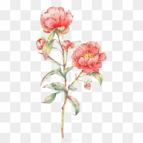 Pink Rose Flower Illustration Watercolor Flowers Watercolor - Watercolor Flower With Stem, HD Png Download - flower illustration png
