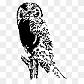 Owl In Tree Silhouette, HD Png Download - white owl png