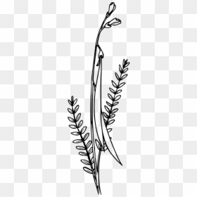 Black And White Wildflower Clipart, HD Png Download - flower illustration png