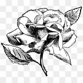 Clip Art Flower Illustration Black And White - Black And White Vintage Flower Clipart, HD Png Download - flower illustration png