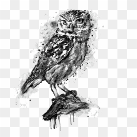 Black And White Owl Art, HD Png Download - white owl png