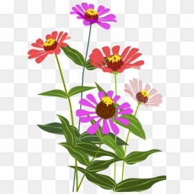 Zinnia Png, Transparent Png - flower illustration png