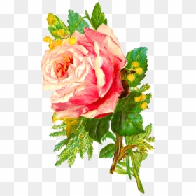 Rose, HD Png Download - flower illustration png