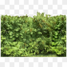 Transparent Hedges Png - Hippos, Png Download - hedges png