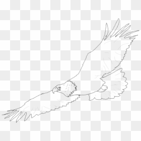 Harpy Eagle Clipart Easy Drawing - Clip Art, HD Png Download - soaring eagle png