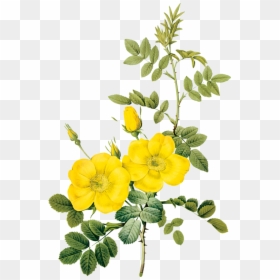 Pierre Joseph Redoute Png, Transparent Png - flower illustration png