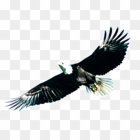 Soaring Eagle Png Download - 雄 鹰, Transparent Png - soaring eagle png
