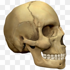 Transparent 3d Skull Png - Skull, Png Download - human skull png