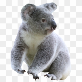 Koala Transparent Png - Koala Png Transparent, Png Download - koala emoji png