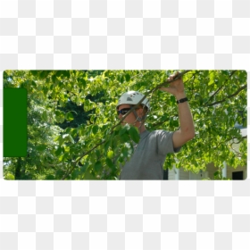 Tree Trimming & Removal - Tree, HD Png Download - hedges png