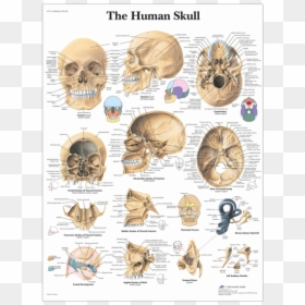 Anatomical Chart - Human Skull - Detailed Skull Diagram, HD Png Download - human skull png
