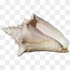 Conch Png Image - Conch Shell Transparent Background, Png Download - conch shell png