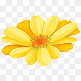 Transvaal Daisy Chrysanthemum Argyranthemum Frutescens - Marguerite Flower, HD Png Download - yellow daisy png