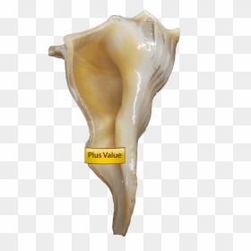 Valampuri Right Hand Conch Shell Dakshinavarti Shankh - Shankh, HD Png Download - conch shell png