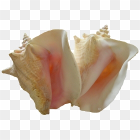 Conch Shell Png Pic - Conchs, Transparent Png - conch shell png