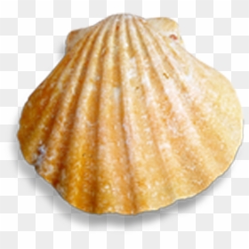 Cockle Seashell Conch - Scallop, HD Png Download - conch shell png