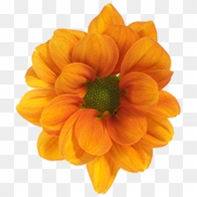 Click To Enlarge Image Daisy Orange Managua - Black-eyed Susan, HD Png Download - yellow daisy png