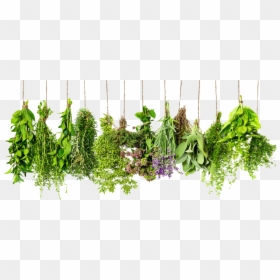 Thyme Herb Herbs Spice Rosemary Ingredient Clipart - Herbs Hd, HD Png Download - vegetable plant png