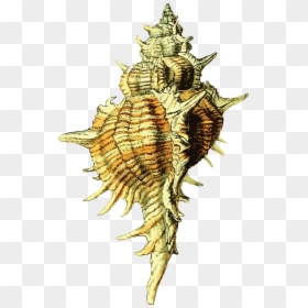 Free Clipart Of A Conch Sea Shell - Seashell, HD Png Download - conch shell png