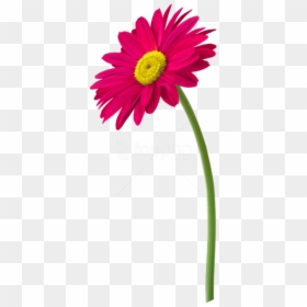 Barberton Plant,plant,yellow,cut Flowers,daisy,daisy - Flower Pot Png Hd, Transparent Png - yellow daisy png