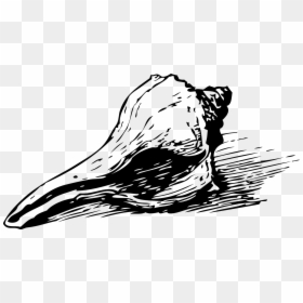 Seashell Clip Art, HD Png Download - conch shell png