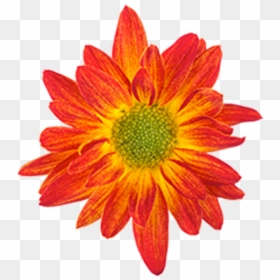 Click To Enlarge Image Bicolor Red Yellow Union - Drawing Of A Flower Colour, HD Png Download - yellow daisy png