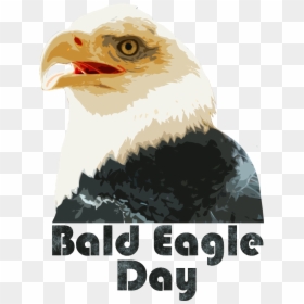 Bald Eagle, HD Png Download - bald png