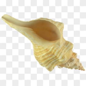 Conch Transparent Image - Conch, HD Png Download - conch shell png