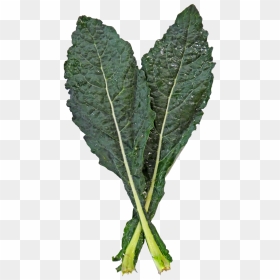 Kale,leaf Vegetable,spring Greens,flowering Plant,kale,collard - Lacinato Kale Png, Transparent Png - collard greens png